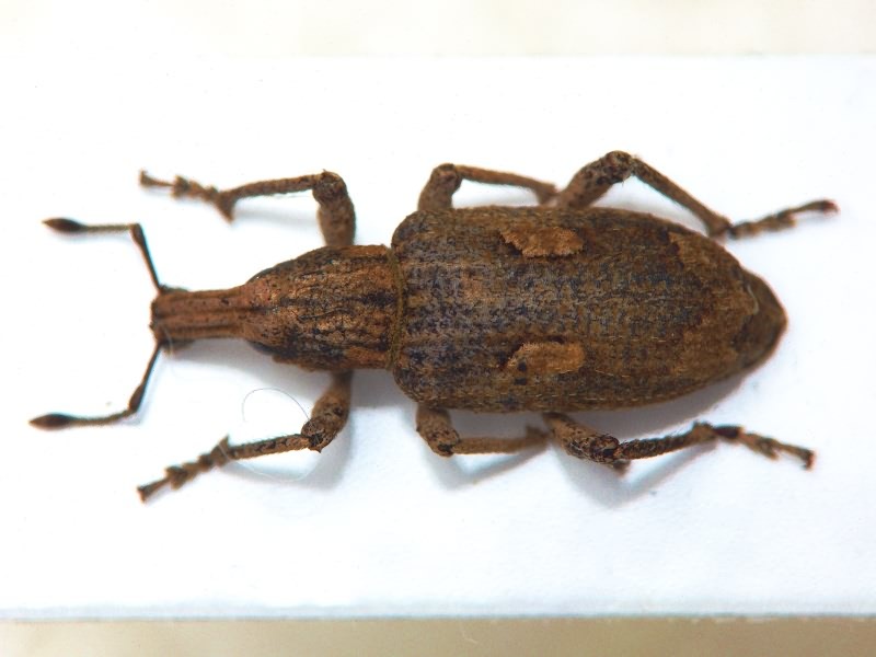 Rhytideres plicatus (Olivier, 1790)